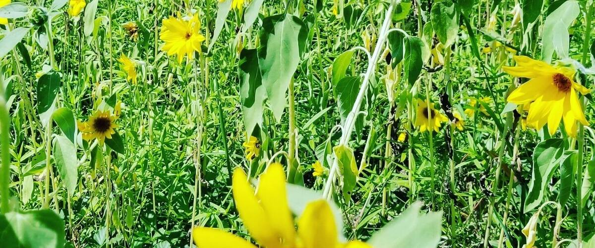 It's free to enter and you can pick as. Much sunflowers u want.. 🌻🌻🌻