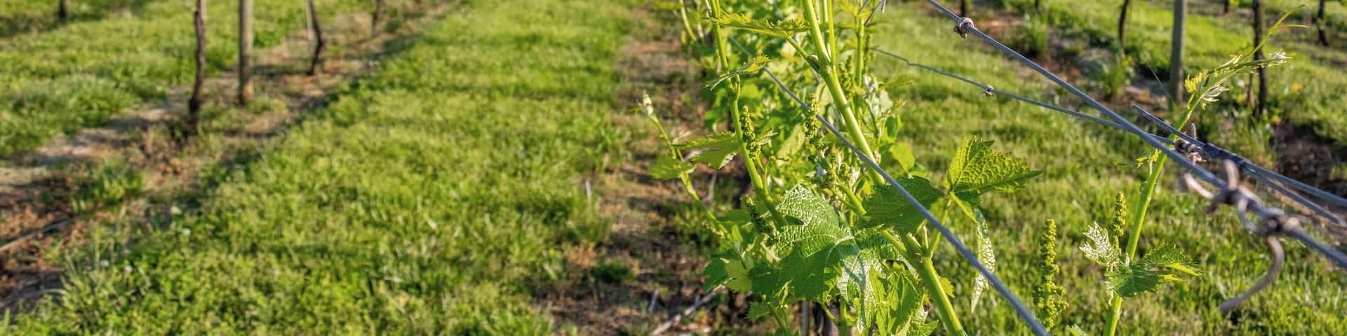 A North Carolina winery with nice views of the large vineyard. A great place to relax and enjoy a great glass of wine.