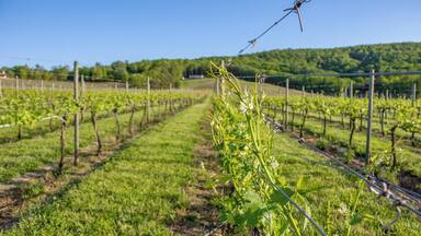 A vineyard with rows of grapevines and a barbed wire fence.