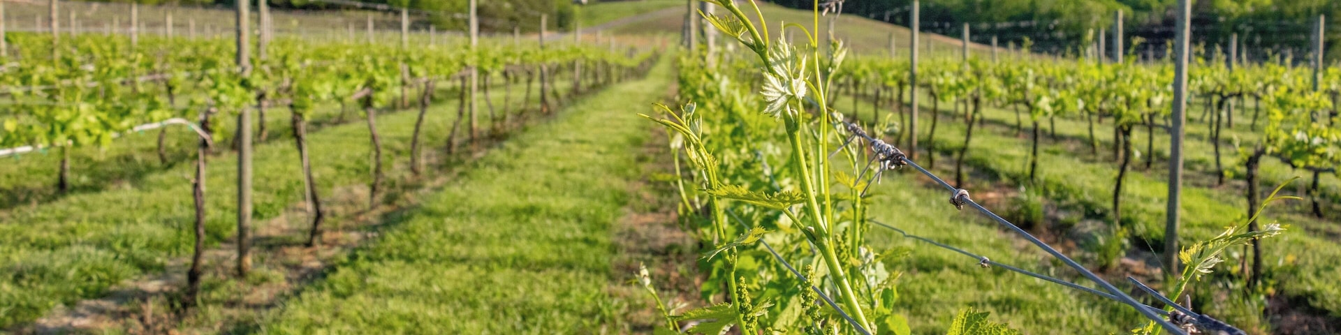 A North Carolina winery with nice views of the large vineyard.  A great place to relax and enjoy a great glass of wine.