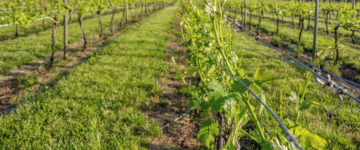 A vineyard with rows of grapevines and a barbed wire fence.