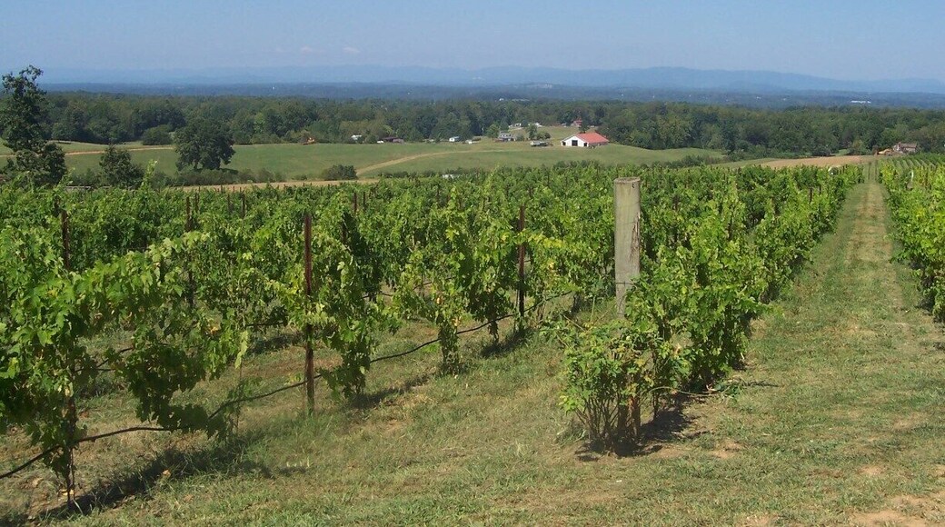 View of the Blue Ridge Mts from front porch of the Rafaldini Vinyards.