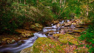 Curtis Creek near Curtis Creek Campground in the mountians of North Carolina.