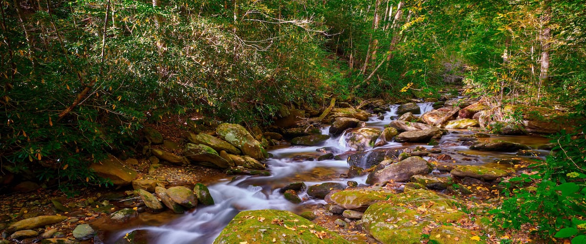 A forest stream with rocks and autumn leaves.