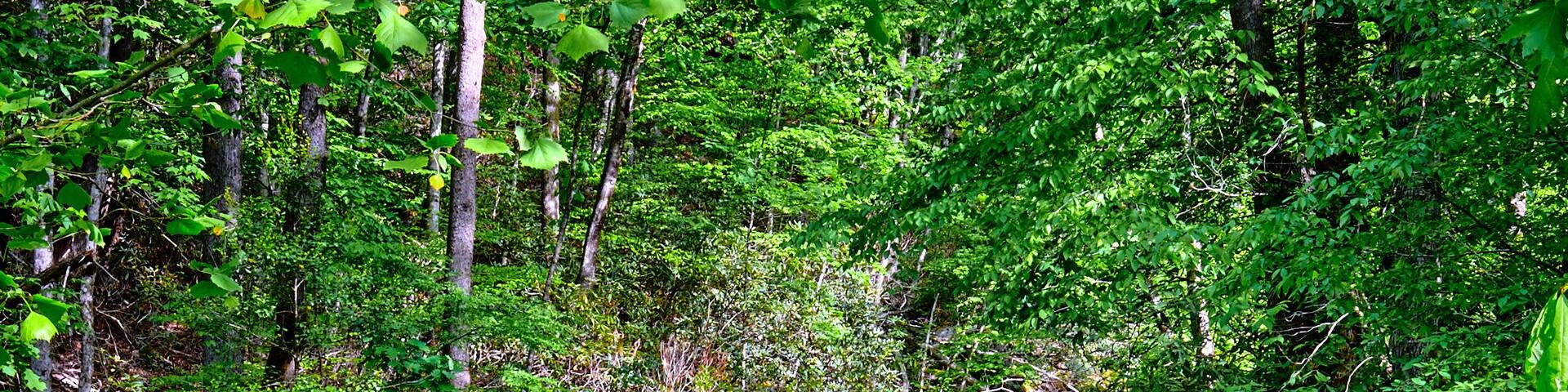 A clear stream flowing through a forest with rocks and green foliage.