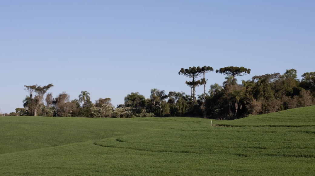 Monoculture Farmer in the region of Pato Branco - Paraná - Brazil