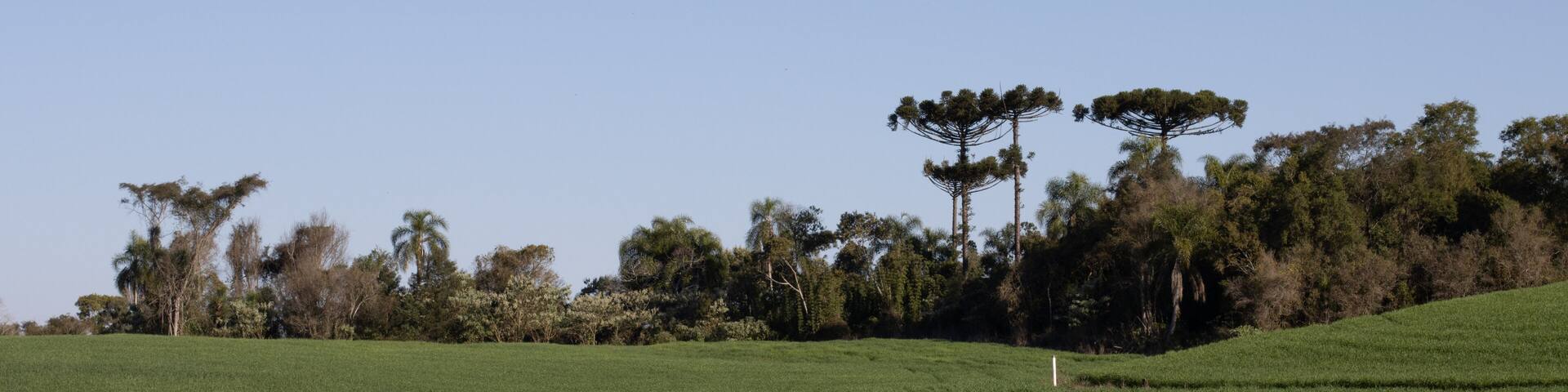 Monoculture Farmer in the region of Pato Branco - Paraná - Brazil