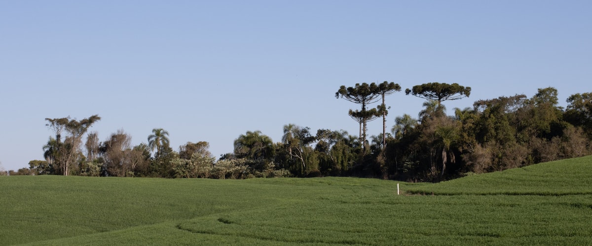 A green field with a few trees and a clear blue sky.