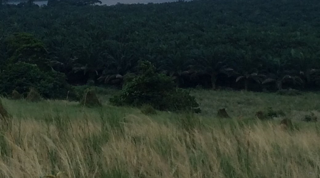 God blessed the rains down in Africa!