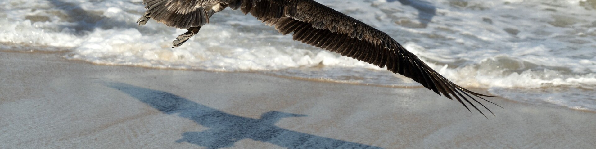 Un ave volando sobre una playa arenosa con olas al fondo.