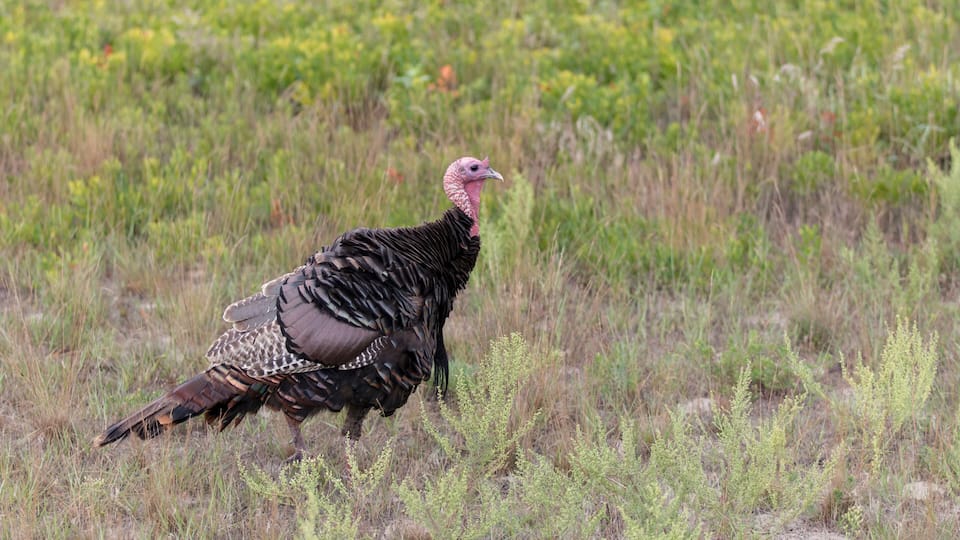 A turkey walking through a grassy field with green and yellow wildflowers.