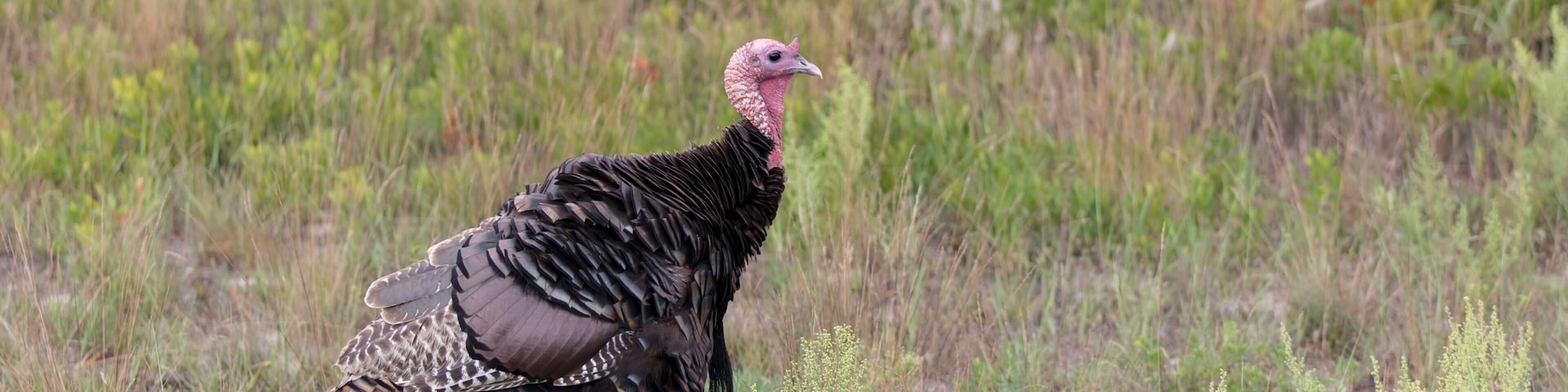 Wild North American Turkey