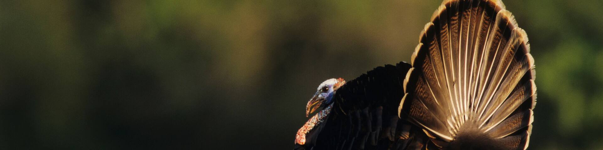 Wild Turkey, Meleagris gallopavo,male displaying, Lake Corpus Christi, Texas, USA, April