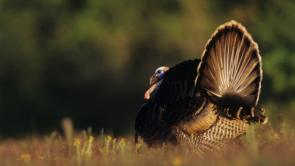 A turkey in a field with a blurred green background.