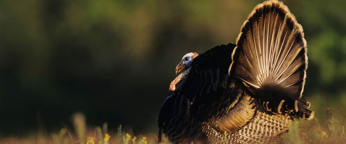A turkey in a field with a blurred green background.