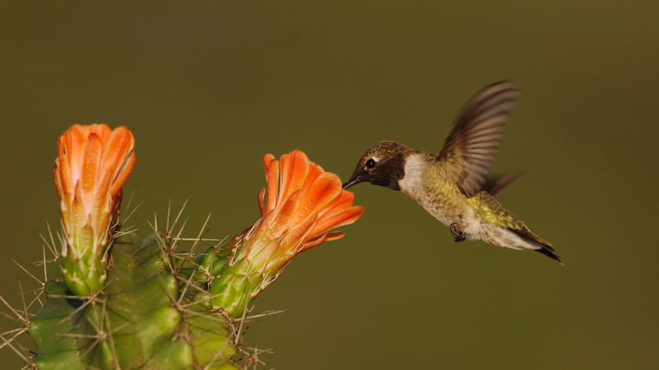 A hummingbird hovering near a cactus with orange flowers.
