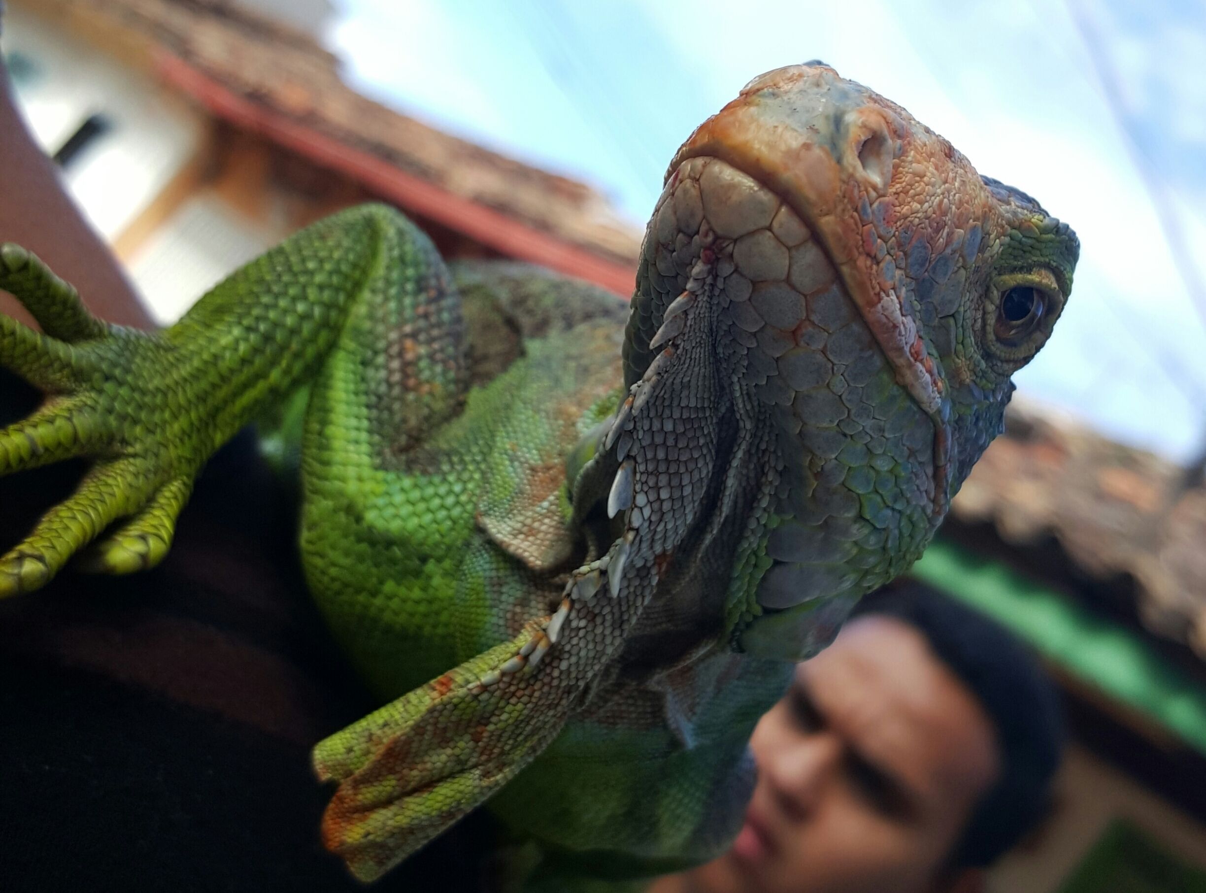 Iguana chilling on a friend's shoulder!!