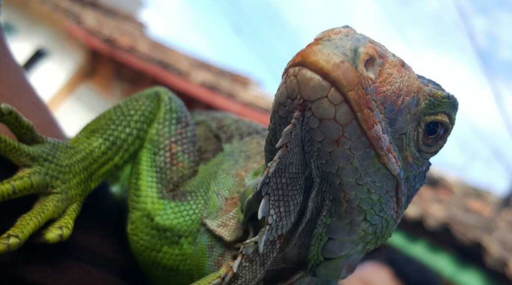 Iguana chilling on a friend's shoulder!!