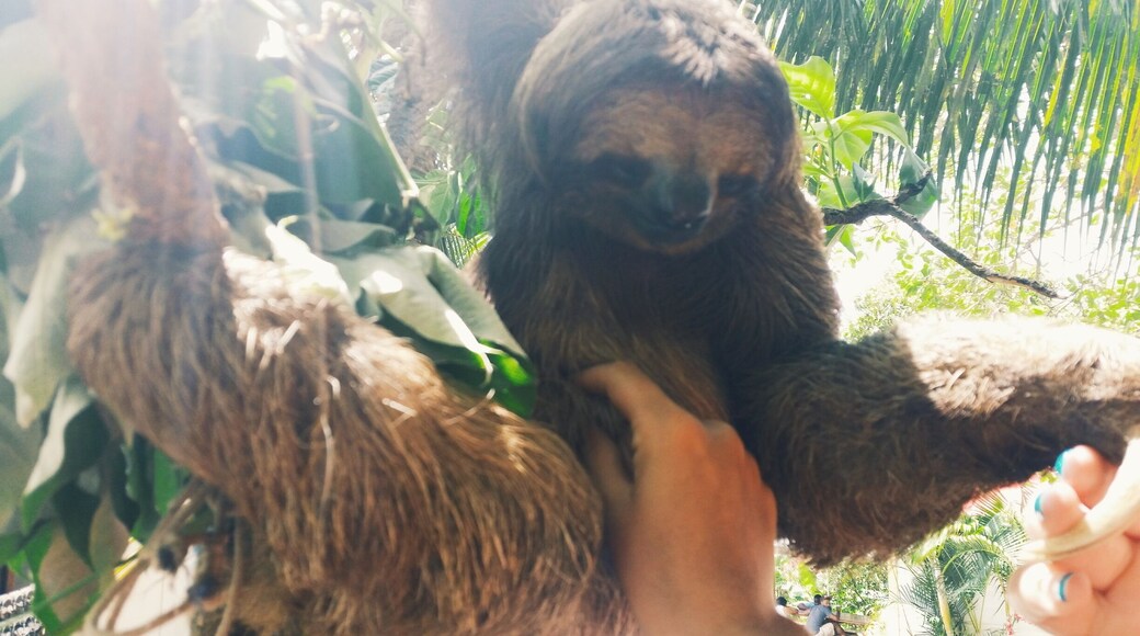 Sloths aren't native to the Roatan island, but they are in the main part of Honduras. We were lucky to find this guy at the jungle top adventure! Sloths are awesome!