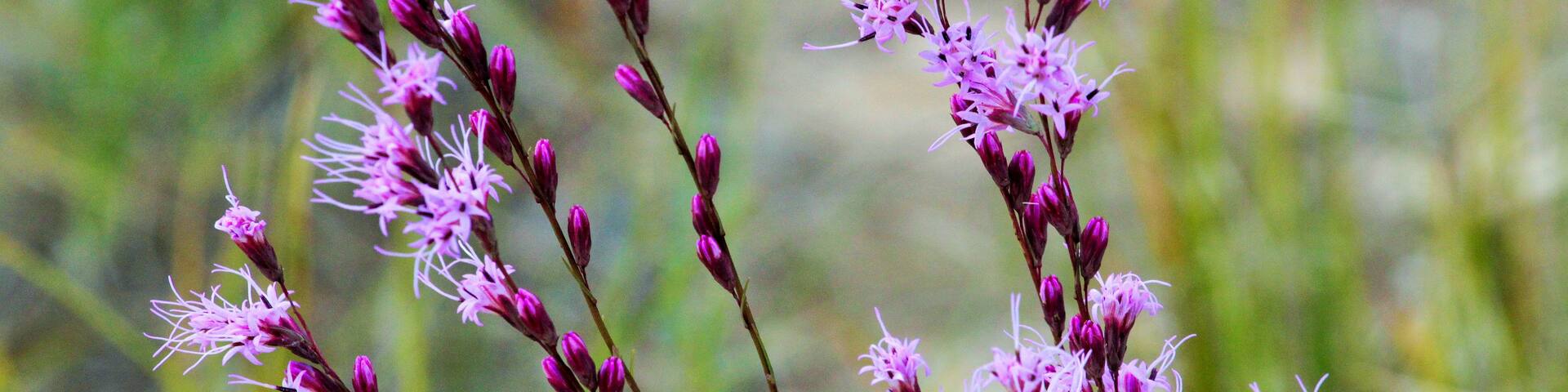 A cluster of purple flowers with thin petals and prominent stamens, set against a blurred green background.