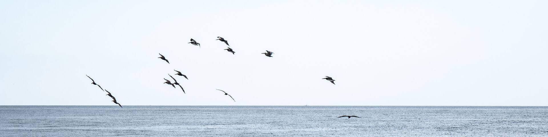 A beach with waves and a flock of birds flying over the ocean.