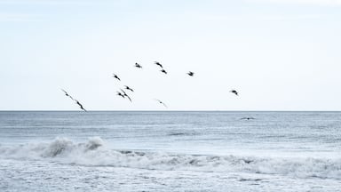 Pelicanos en las playas salvadoreñas volando, migrando. Aves migratorias en el océano de las costas salvadoreñas, Usulután.