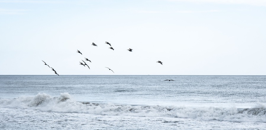 A beach with waves and a flock of birds flying over the ocean.