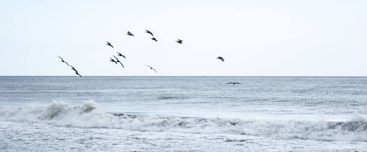 A beach with waves and a flock of birds flying over the ocean.