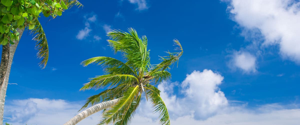 A palm tree on a sandy beach with clear blue water and a bright sky.