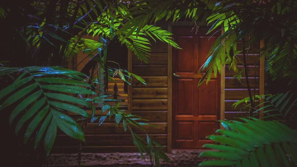 A wooden cabin surrounded by dense foliage.