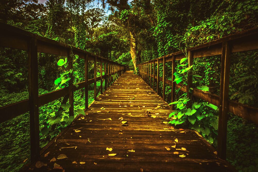 Today we walked through the awe-inspiring wetlands of Lake Yojoa—the biggest one in Honduras—and it was incredible. 