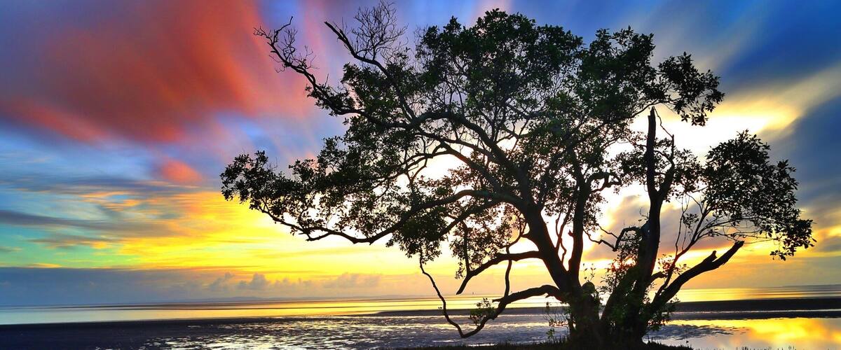 A tree on a beach with a sunset in the background.