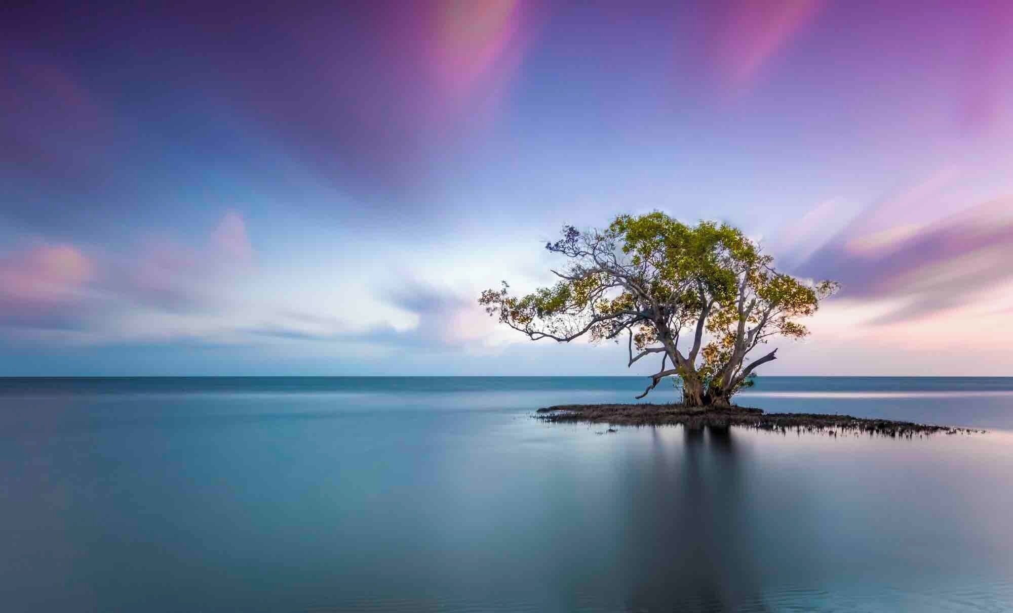 The lone tree at Nudgee Beach