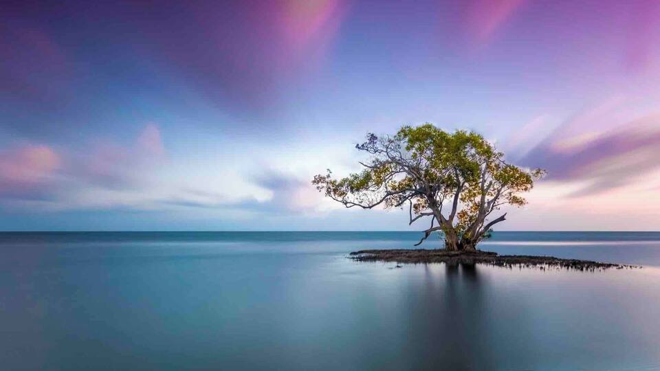 The lone tree at Nudgee Beach