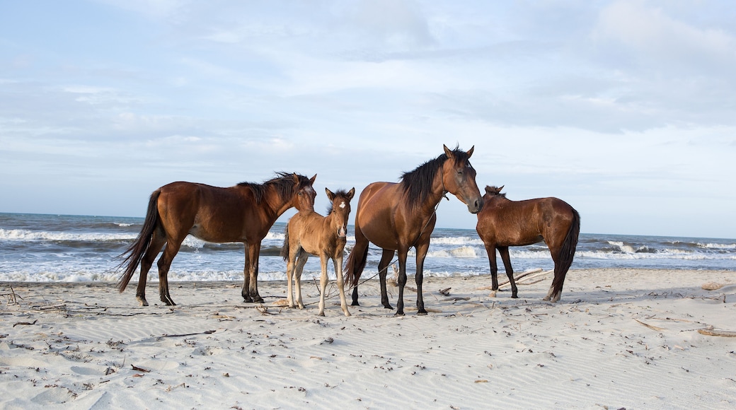 Honduran horses on the beach