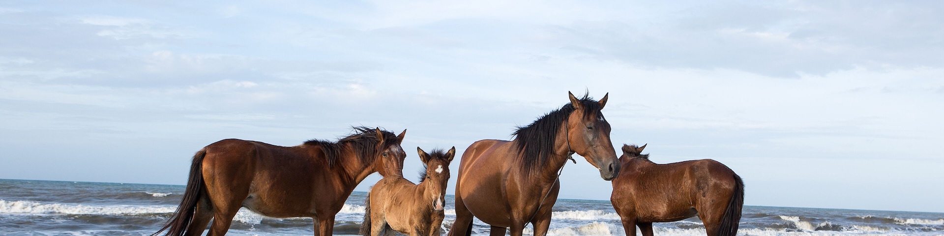 Un groupe de chevaux sur une plage de sable, avec l’océan en arrière-plan.