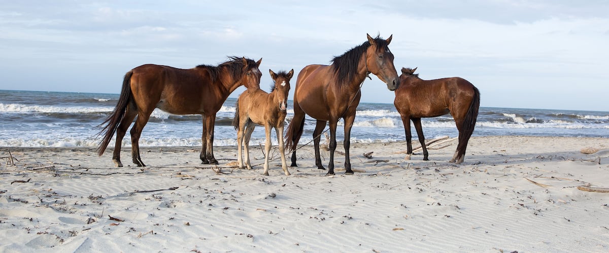 A group of horses on a sandy beach with the ocean in the background.