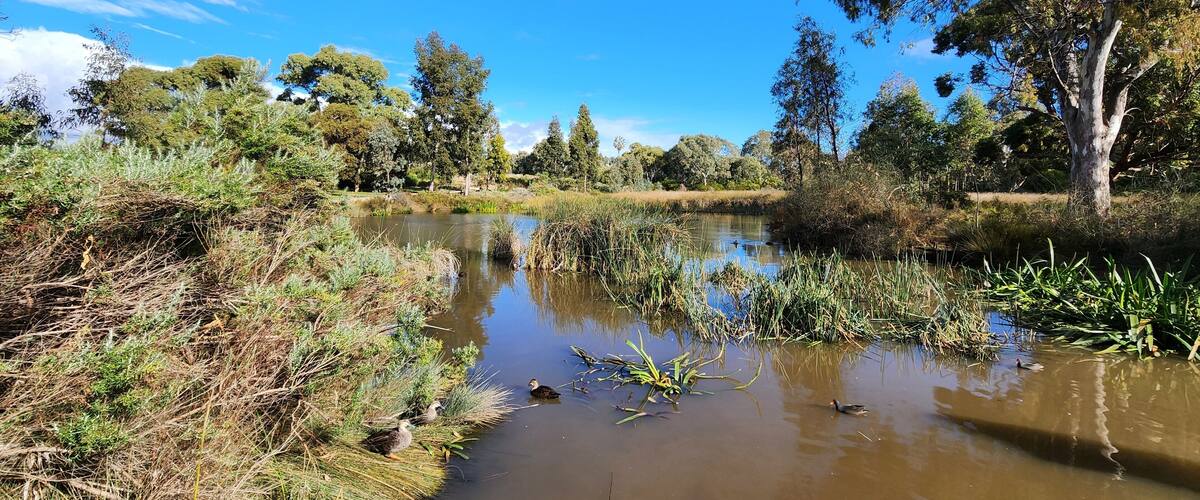 A calm river with ducks, surrounded by trees and greenery.