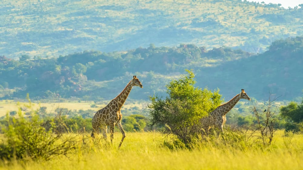 Authentic true South African safari experience in bushveld in a game reserve