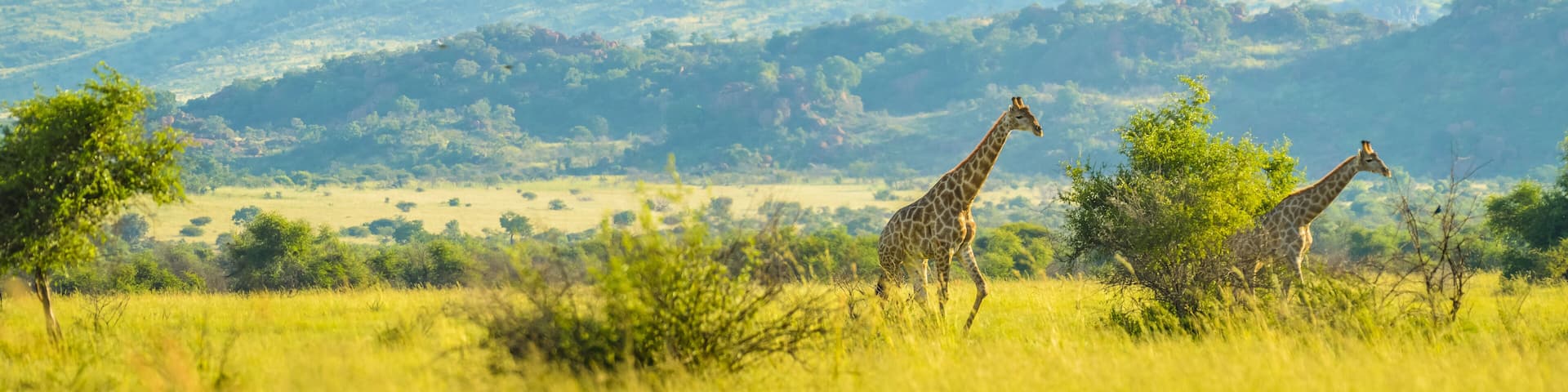 Authentic true South African safari experience in bushveld in a game reserve