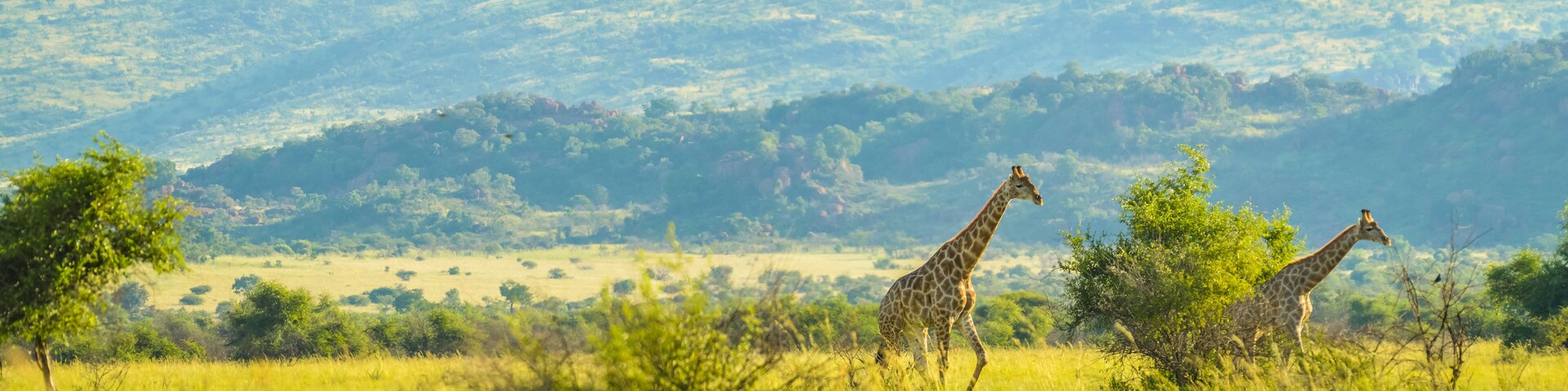 Authentic true South African safari experience in bushveld in a game reserve