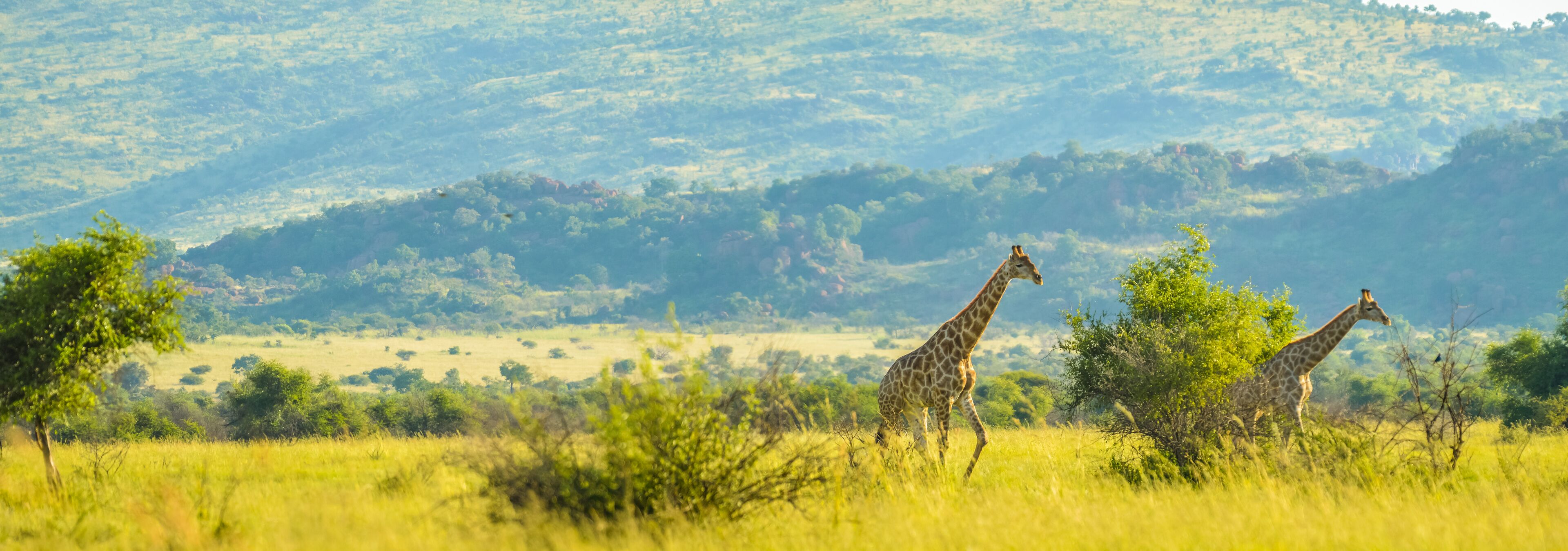 Two giraffes in a grassy savannah with trees and hills in the background.