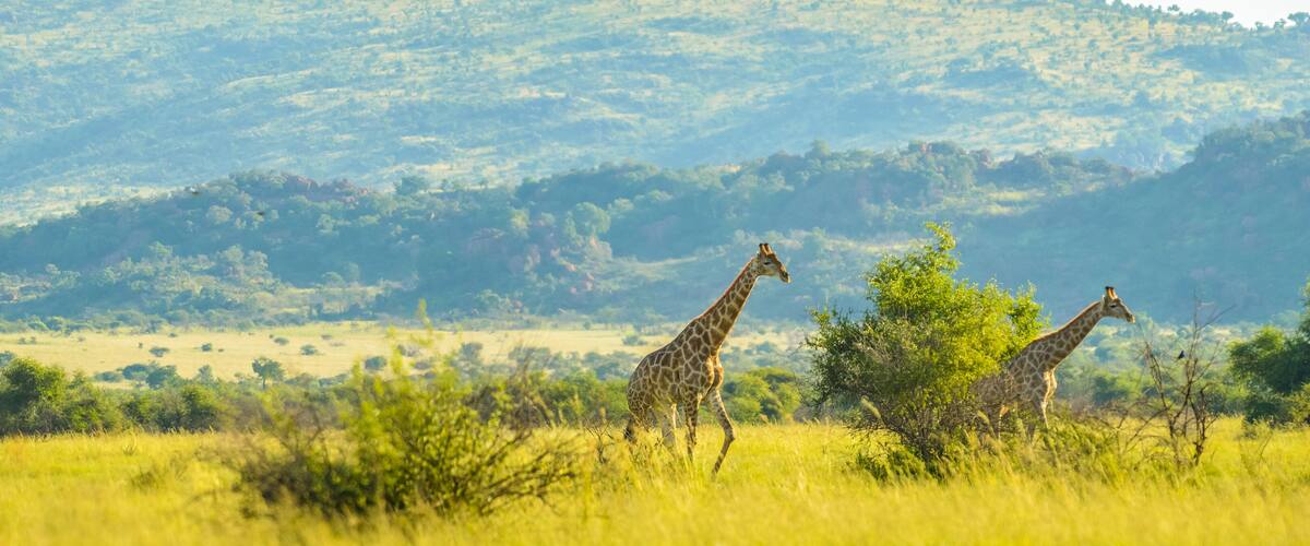 Two giraffes in a grassy savannah with trees and hills in the background.