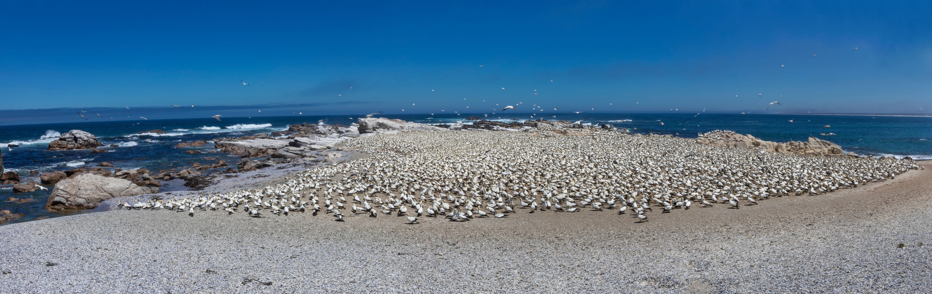 A rocky beach with a large colony of penguins.