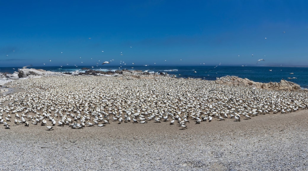 A rocky beach with a large colony of penguins.