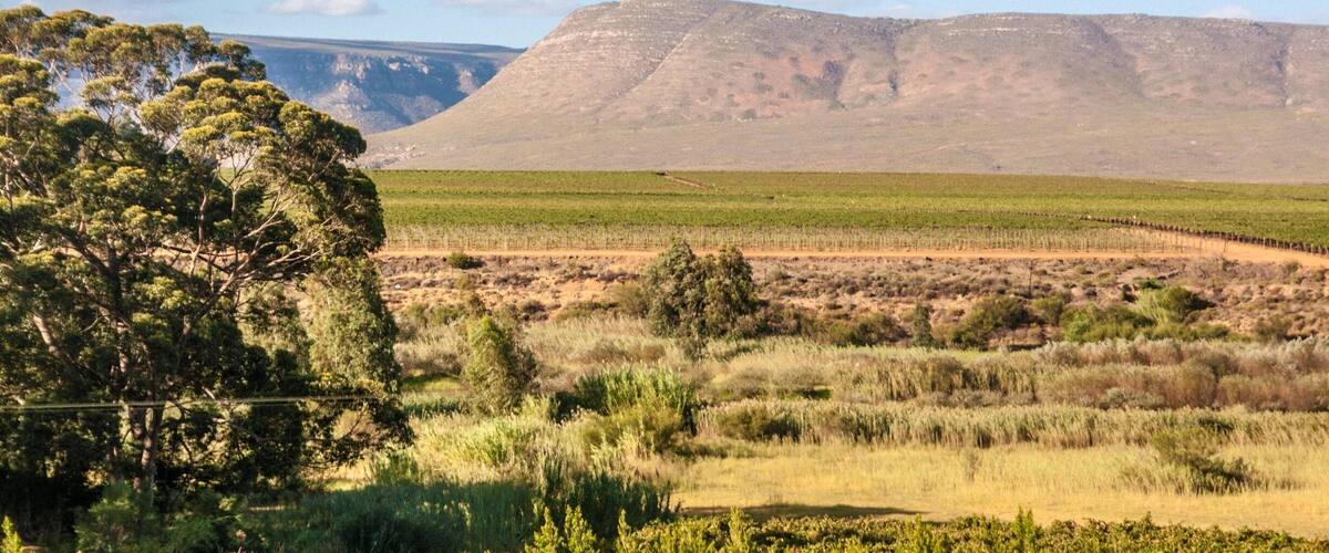 A landscape with a large hill, green fields, and a prominent eucalyptus tree.