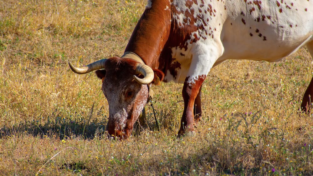 Wild bull in an Alentejo landscape, Portugal