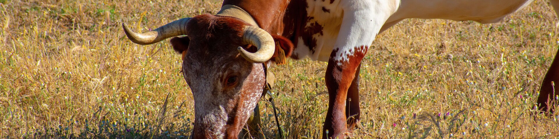 Wild bull in an Alentejo landscape, Portugal