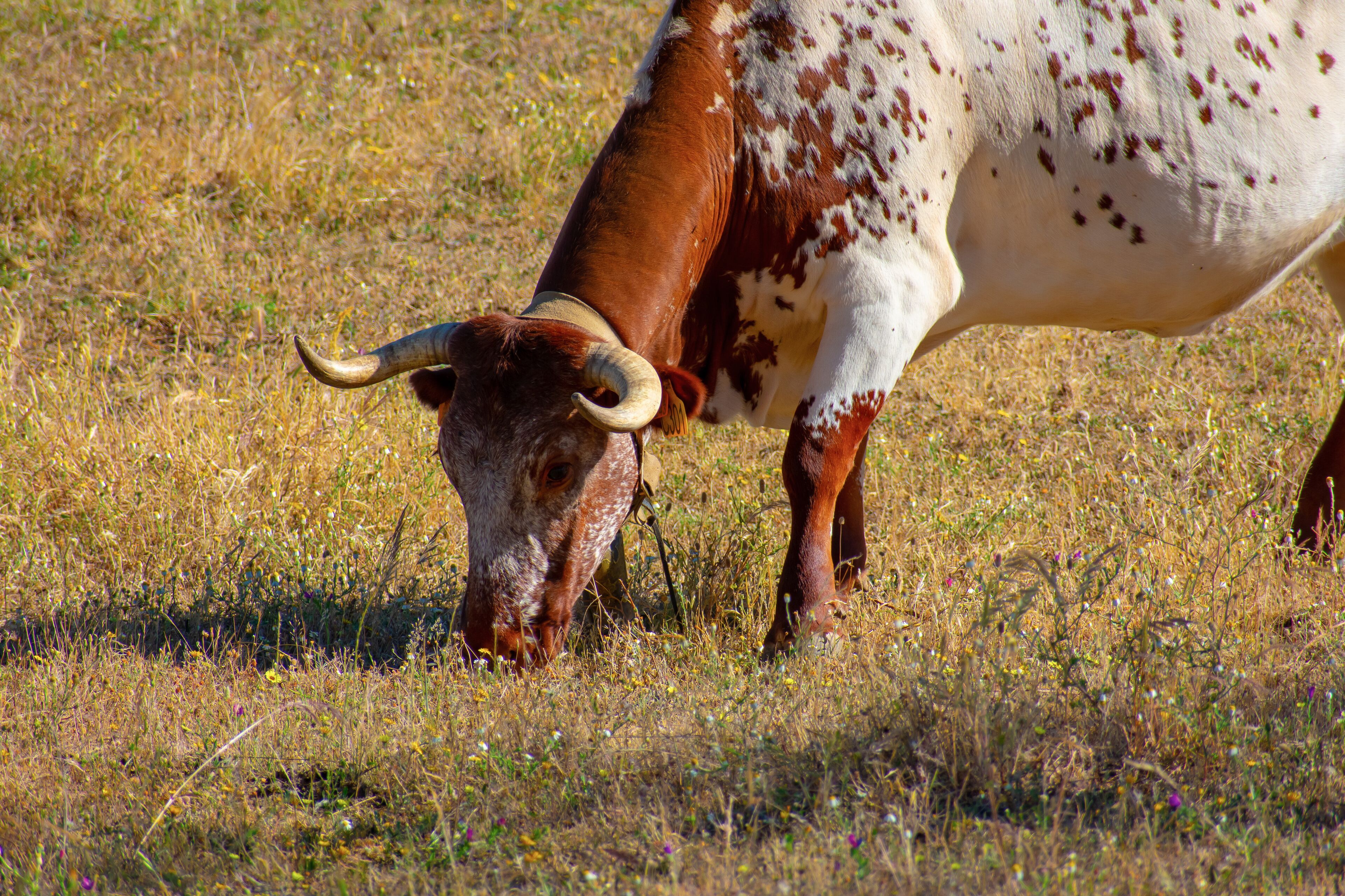 A cow grazing in a field with dry grass and scattered wildflowers.