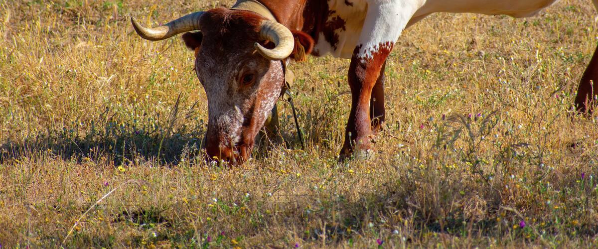 A cow grazing in a field with dry grass and scattered wildflowers.